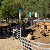 Feria de las 7 Villas 2011